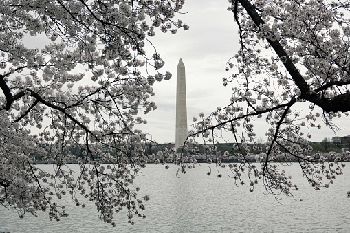 Blooming cherry blossoms surround the Washington Monument.