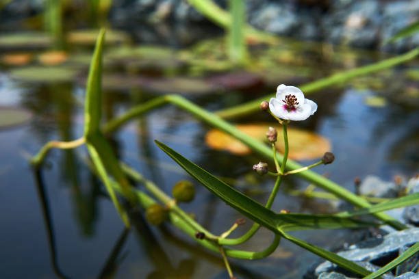section of a small overgrown pond with flowering arrowhead section of a small overgrown pond with flowering arrowhead close-up on a sunny day sagittaria aquatic plant stock pictures, royalty-free photos & images