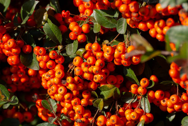 istock Cotoneaster garden shrub with large number bright red berries, decorative fruit, in sunlight on a sunny autumn day 1291983306