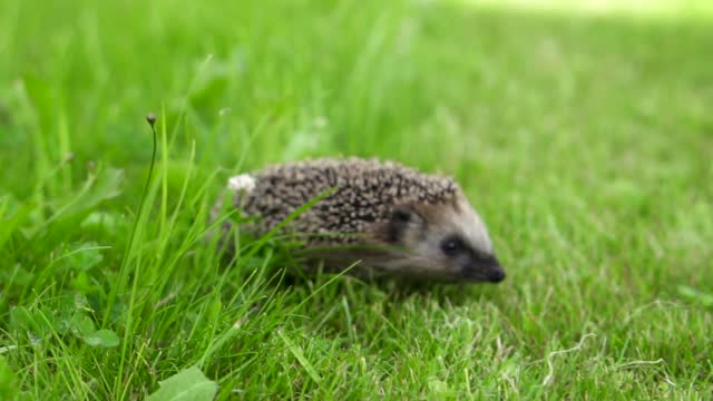 hedgehog runs around in grass. A wild animal in a green lawn is on the loose.
