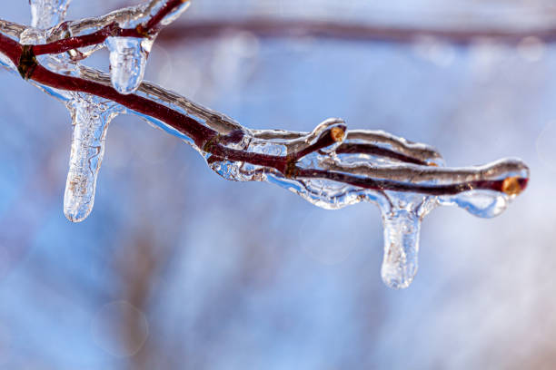 istock Close up winter scene in forest with ice covered branches and icicles hanging down 1291985174