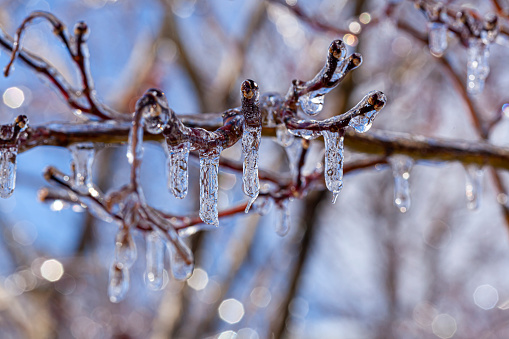 Close up macro image of tiny tree branches covered with water ice and icicles hanging down from them. It is a sunny day with light reflecting and refracting from ice. A scenic winter concept