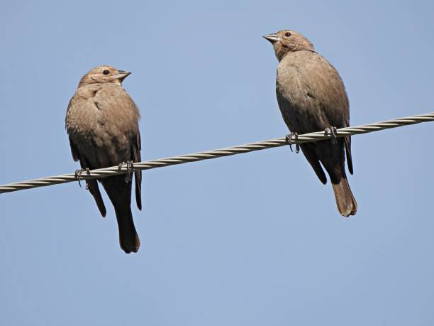 istock Brown-headed Cowbirds (Molothrus ater) perched on the telephone line 1291985909