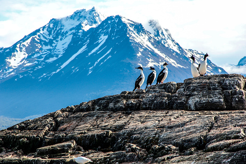 A group of Shinstrap Penguin - Pygoscelis antarcticus- standing on a rock at Cierva Cove, on the Antarctic peninsula