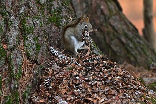 Red squirrel at base of eastern white pine in December, feasting on pine cones while sitting on a pile of open cones and seeds. Note that the red squirrel may turn quite gray in winter and is smaller than the more familiar gray squirrel.