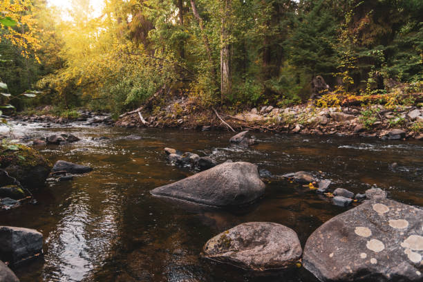 istock Landscape of stream and rocks surrounded by autumn forest 1291989185