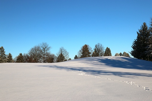 Winter scene of fresh snow in foreground with trees in background