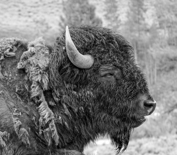istock Black and White Bison Profile, Yellowstone National Park, WY 1291991992