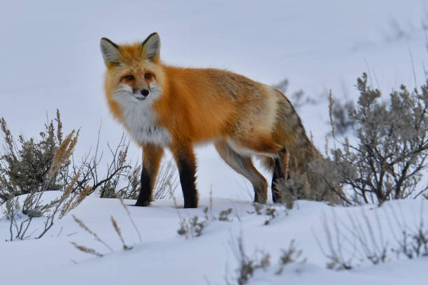 istock Fox in Yellowstone National Park, WY - MT Winter. 1291992061