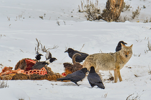 A pack of wolves took down this bison and now the scavengers are left to fight for what’s left.  Magpies, Ravens and a lone Coyote take the scraps.  Yellowstone National Park, Wyoming/Montana.