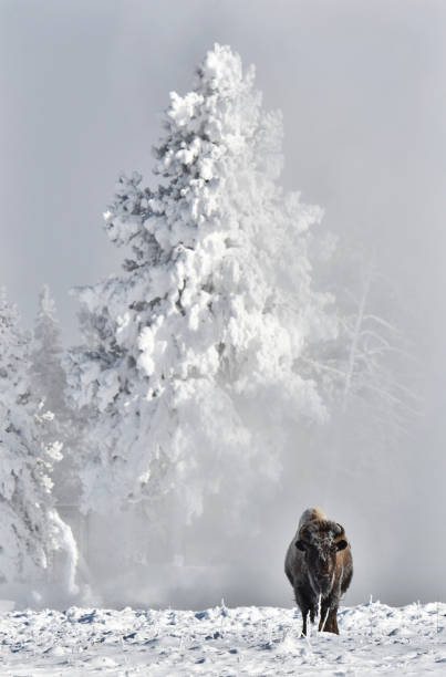 lone bison lone tree tempesta invernale yellowstone national park, wyoming & montana. - white bison foto e immagini stock