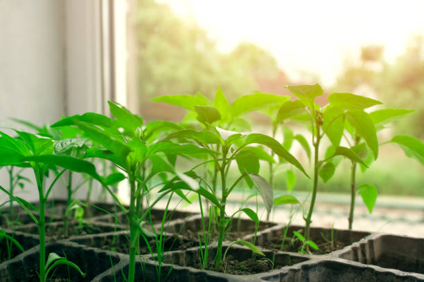 seedling of green plants in pots on window sill - bell peppers or other vegetables seedling. balcony gardening, self-sufficient home and organic homegrown food concept. copy space, selective focus - green bell pepper green bell pepper organic imagens e fotografias de stock