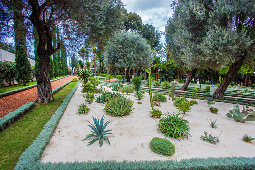 Awe cactus garden on white sand - part of Bahai's Gardens  in Haifa, Israe