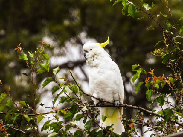 istock Barmah National Park, Victoria, Australia 1291995985