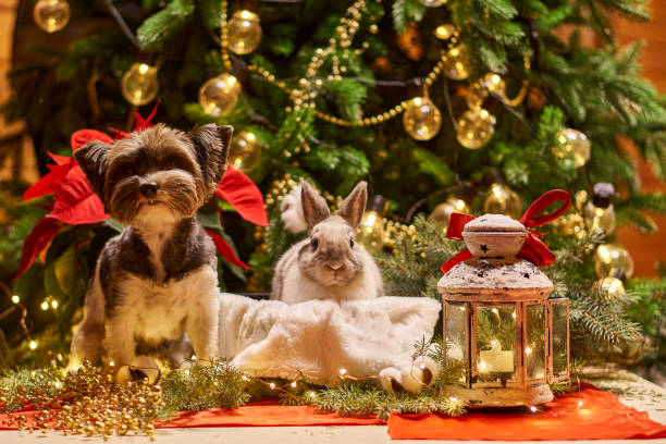 istock New year dog and rabbit Christmas tree. Biewer Terrier under garland Prasanthi 1291997006