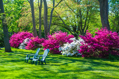 Two Adirondack chairs on a freshly cut lawn in front of colorful Rhododendron bushes on a Springtime afternoon on Cape Cod.