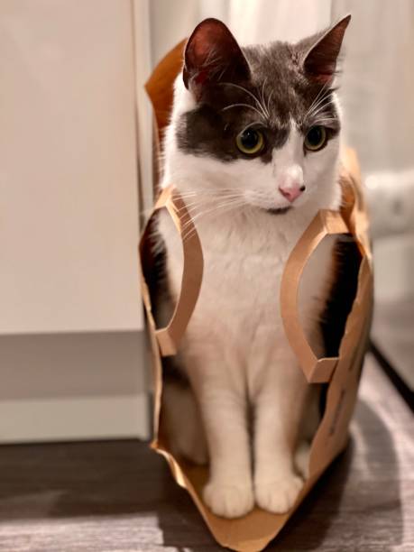 istock Pussy cat in a paper bag 1291999209