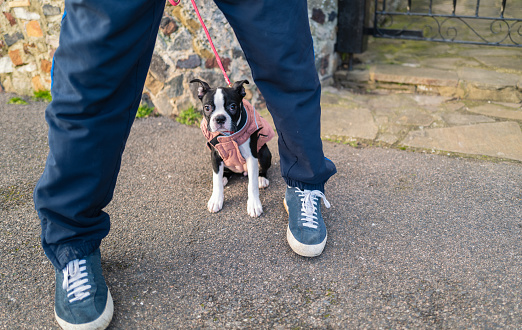 Boston Terrier puppy wearing a pink coat and lead. She is outside sitting on tarmac between her owners legs. She looks a bit timid to be outside. There is copy space