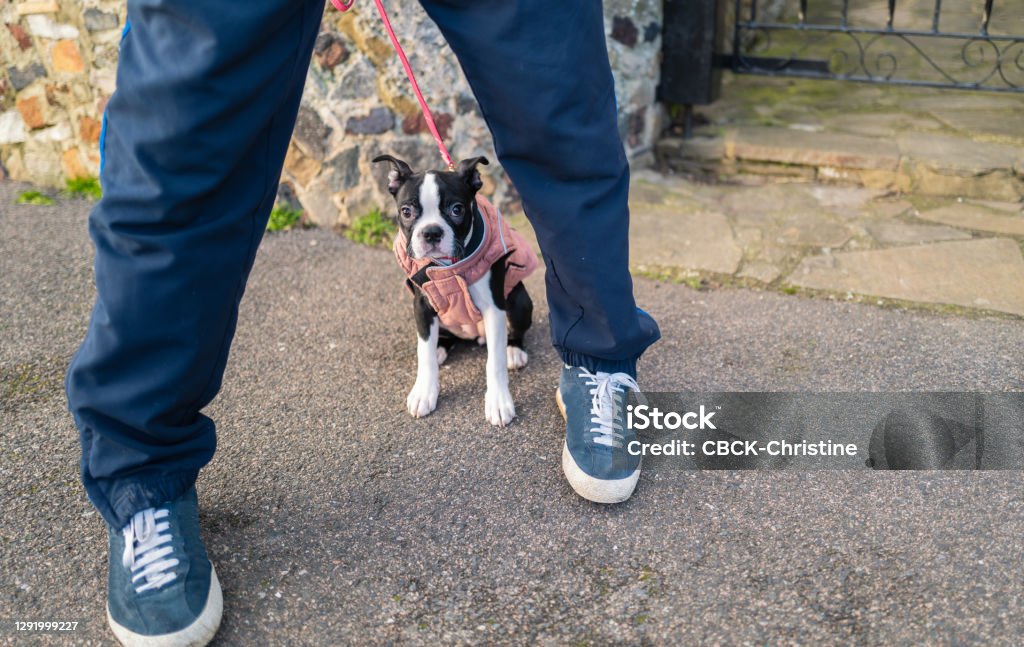 Boston Terrier puppy wearing a pink coat and lead. She is outside sitting on tarmac between her owners legs. She looks a bit timid to be outside. There is copy space Dog Stock Photo