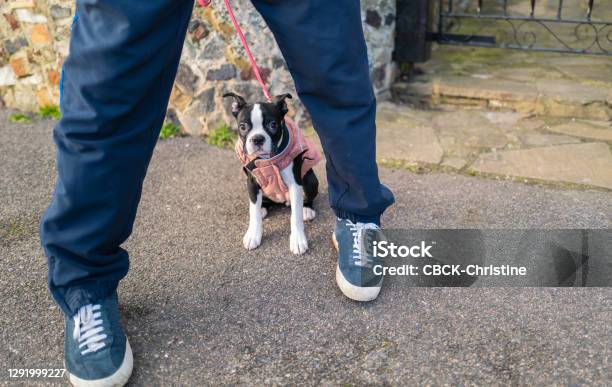 Boston Terrier Puppy Wearing A Pink Coat And Lead She Is Outside Sitting On Tarmac Between Her Owners Legs She Looks A Bit Timid To Be Outside There Is Copy Space Stock Photo - Download Image Now