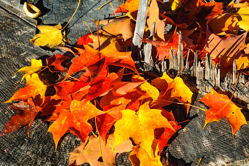 Red, yellow and orange maple leaves fall onto a tree stump in Litchfield, Connecticut.