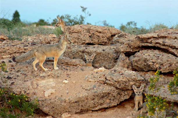 Kit Fox Las Vegas NV Family