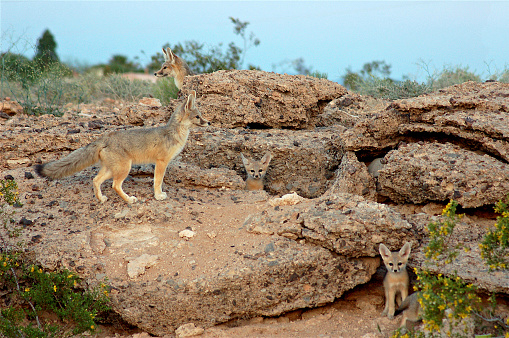 A Kit Fox family hides in a patch of desert among the suburbs of rural Las Vegas, NV.  The parents set as sentry in this bustling area.