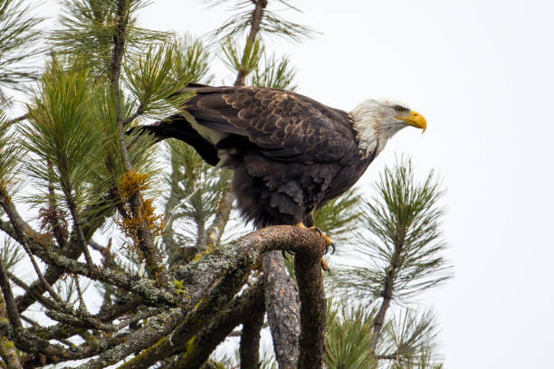 Bald eagle relieves itself. A bald eagle perched on a branch defecates in order to do more hunting in north Idaho. relieves stock pictures, royalty-free photos & images