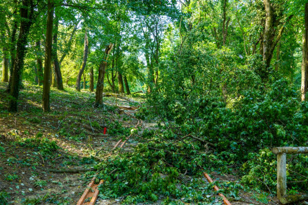 istock Damage after storm in the park, fallen trees and destruction 1292001100