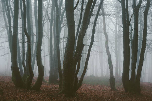 istock The forest in the fog 1292002062