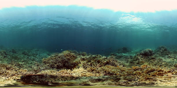 istock Coral reef and tropical fish underwater. Philippines. 360-Degree view 1292003210