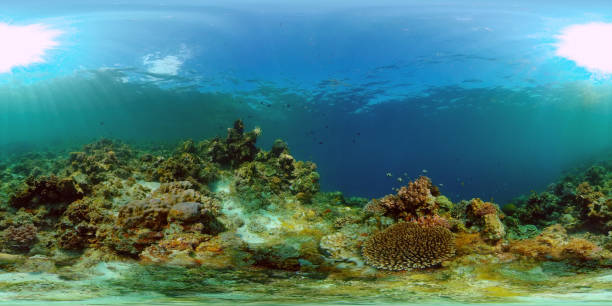 istock Coral reef and tropical fish. Philippines. 360-Degree view 1292003786