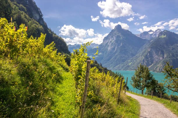 istock Uri Lake in Switzerland 1292006633
