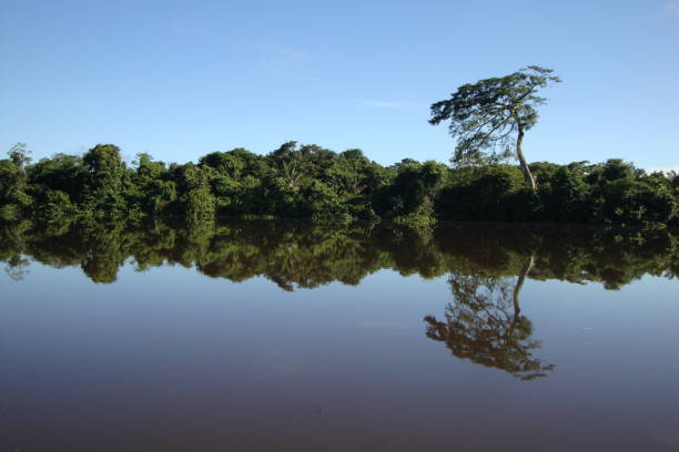 тропический лес амазонки, отражающийся на реке - green woods forest southern brazil стоковые фото и изображения