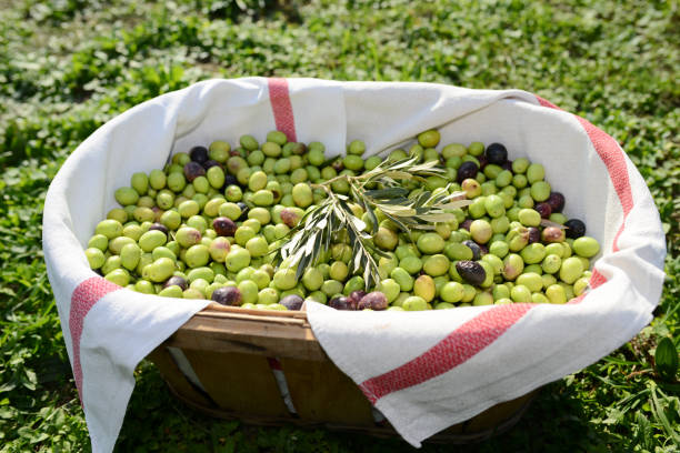 closeup of a basket full of olives with branch and a traditional tea towel during harvest closeup of a basket full of olives with branch and a traditional tea towel during harvest rag picker stock pictures, royalty-free photos & images