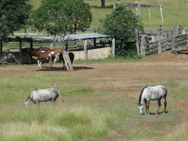 istock creel and gate with horses in the pasture 1292015659