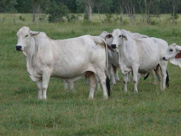istock Cattle on the pasture in Eastern Australia 1292015664