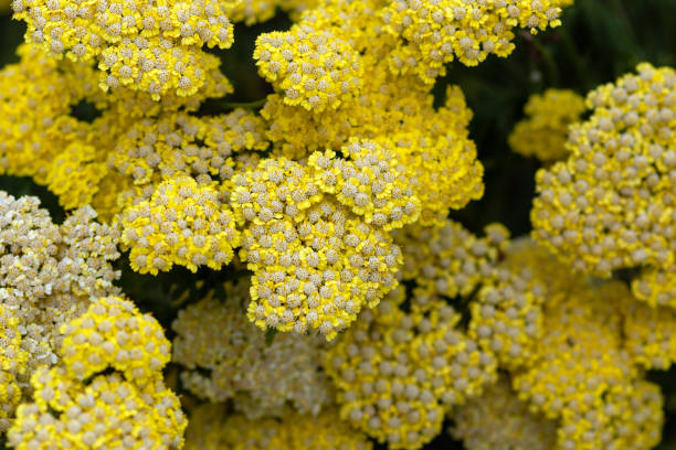 Yellow fern leaf yarrow (Achillea filipendulina) blooming in summer Yellow fern leaf yarrow (Achillea filipendulina) blooming in summer fernleaf yarrow in garden stock pictures, royalty-free photos & images