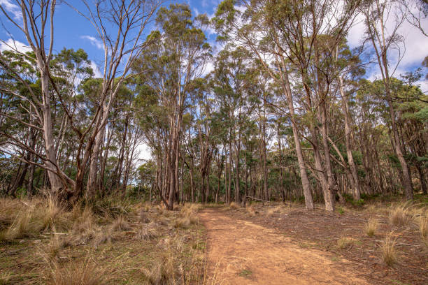istock Hiking Trail around Cataract Gorge - Launceston 1292019848