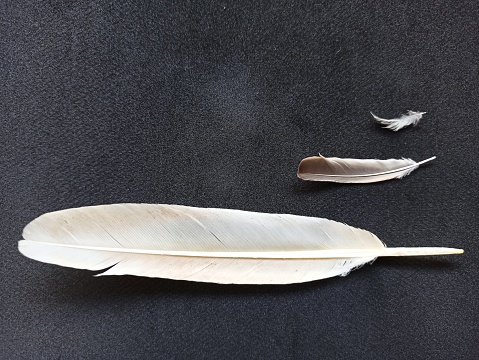 Three types of quill