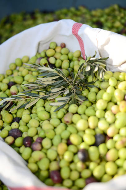 closeup of a basket full of olives with branch and a traditional tea towel during harvest closeup of a basket full of olives with branch and a traditional tea towel during harvest rag picker stock pictures, royalty-free photos & images