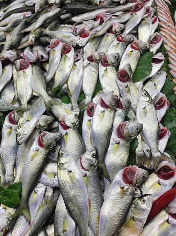 Fish Market, raw food, sea, Fish Farm, Sea Bass