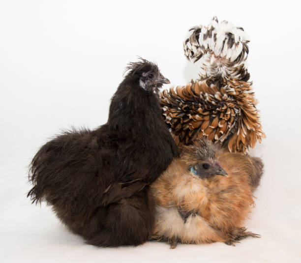polli diversi - chicken friendship three animals color image foto e immagini stock