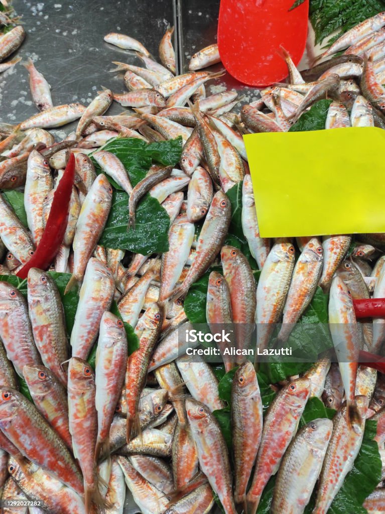 Whiting fish Catch of Fish, fish, sea, Raw Food, Market - Retail Space Bigeye Scad Stock Photo Whiting fish Catch of Fish, fish, sea, Raw Food, Market - Retail Space Bigeye Scad Stock Photo