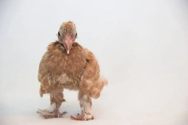 Photo of Baby Fantail Pigeon