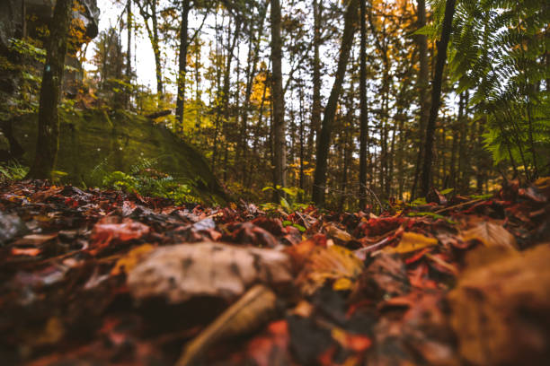 Fall at Honey Creek Loop in Big South Fork in Tennessee