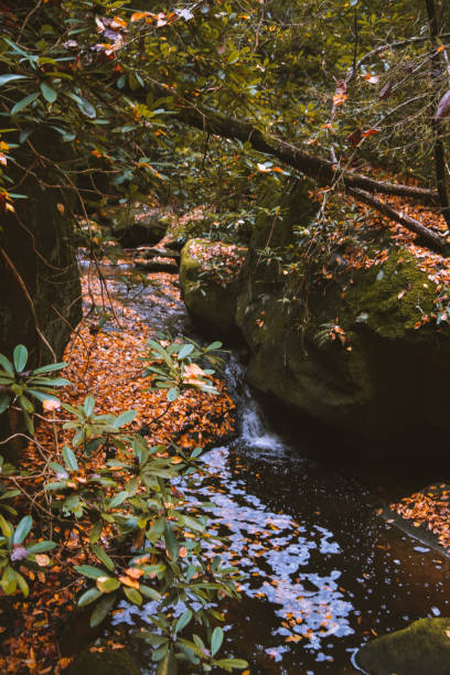istock Fall at Honey Creek Loop in Big South Fork in Tennessee 1292028248