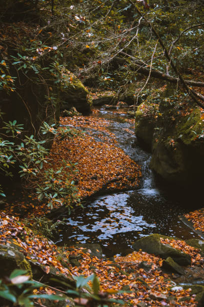 istock Fall at Honey Creek Loop in Big South Fork in Tennessee 1292028851
