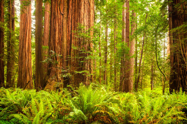 istock Redwood Grove and Ferns 1292029846