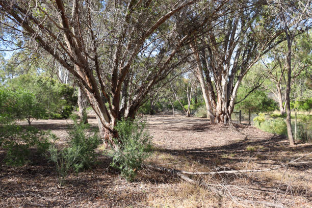 istock vegetation in arid australian bushland 1292029915